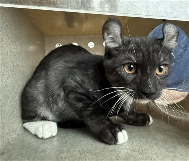 Adoptable Cat