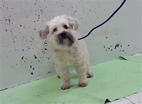 Adoptable Dog