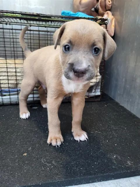 Frankenpaw