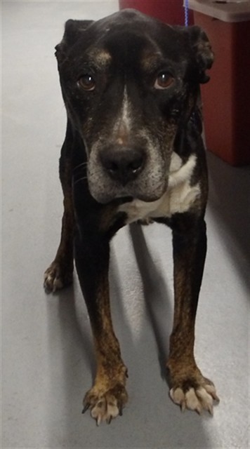 Adoptable Dog