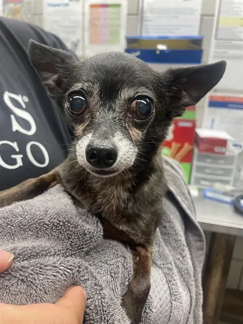 Adoptable Dog