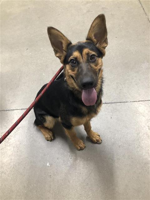 Adoptable Dog