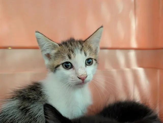 Chilli