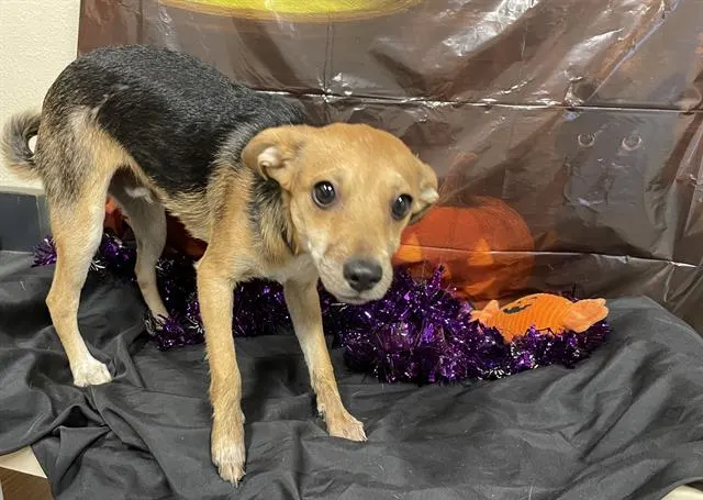 Adoptable Dog