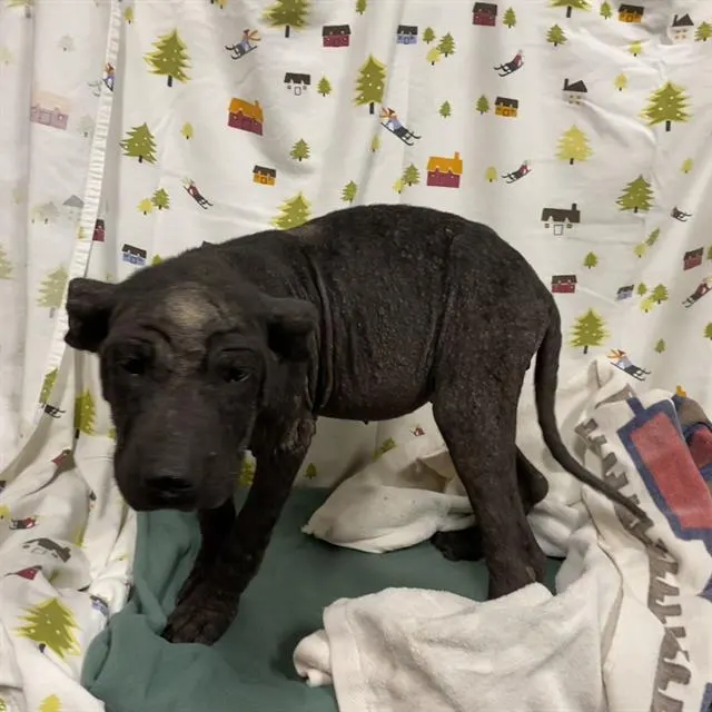 Adoptable Dog