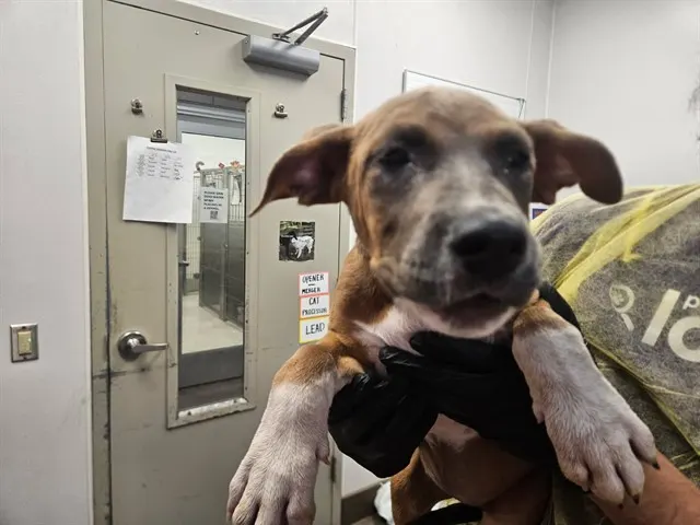 Adoptable Dog