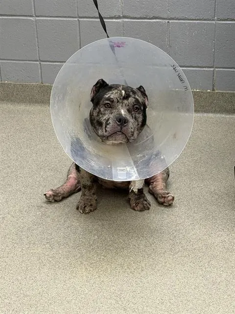 Adoptable Dog