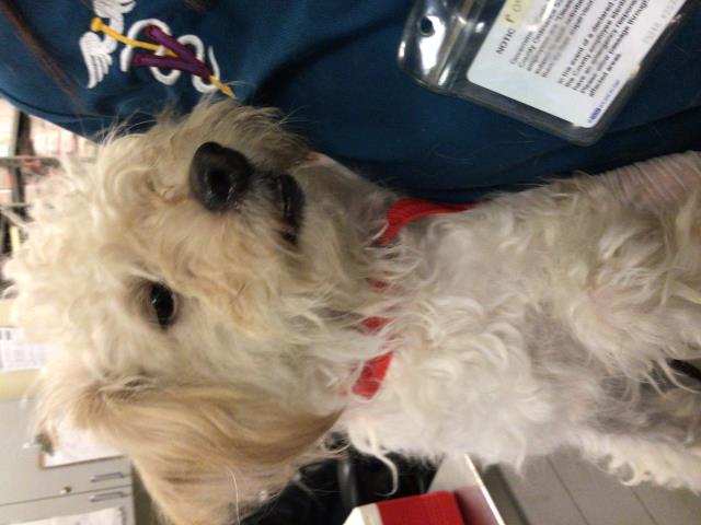 Adoptable Dog