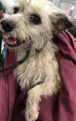 Adoptable Dog
