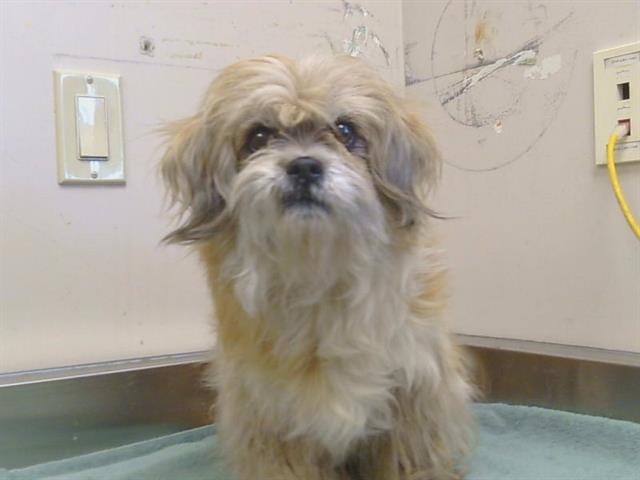 Adoptable Dog