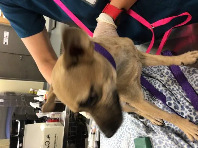 Adoptable Dog