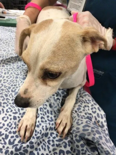 Adoptable Dog