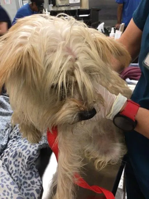 Adoptable Dog