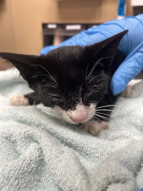 Adoptable Cat