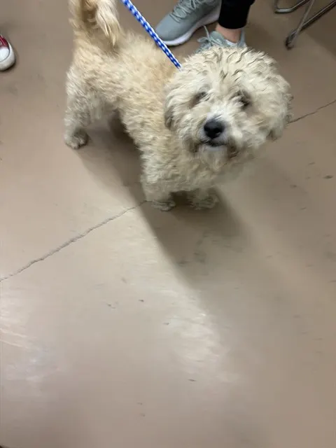 Toby