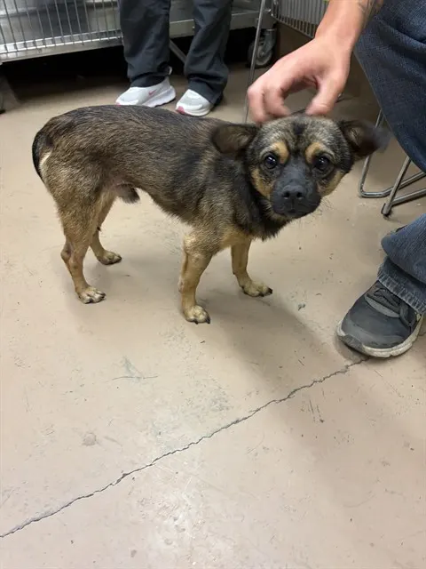 Adoptable Dog