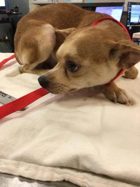 Adoptable Dog