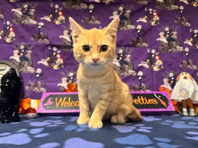 Cheeto
