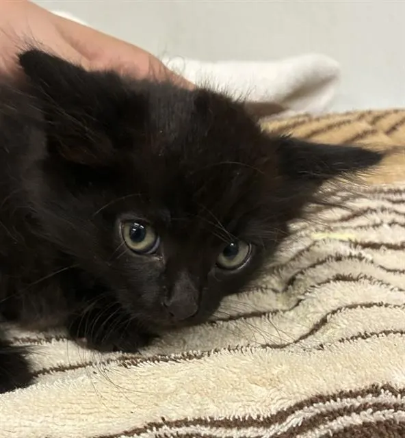 Adoptable Cat