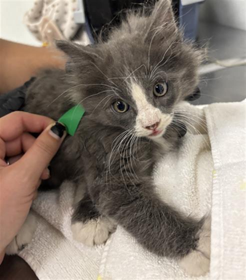Adoptable Cat