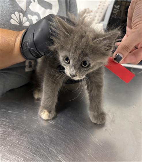 Adoptable Cat