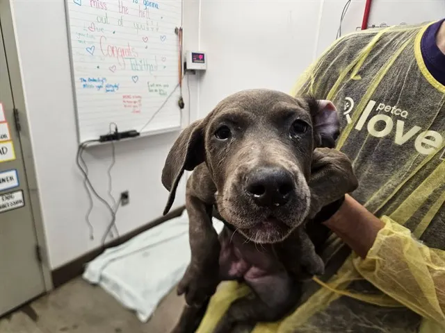 Adoptable Dog