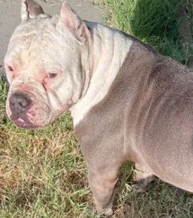Adoptable Dog