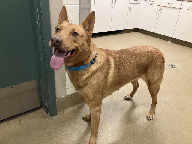 Adoptable Dog