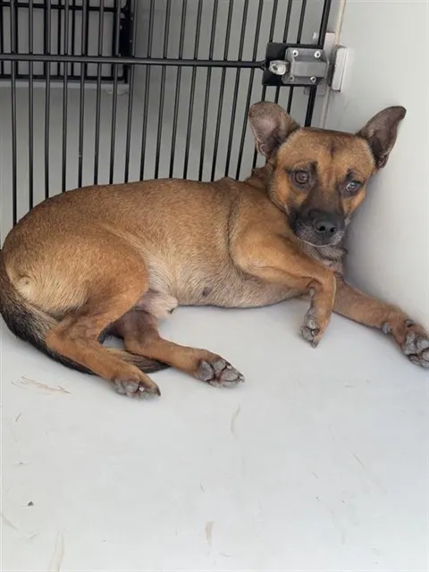 Adoptable Dog