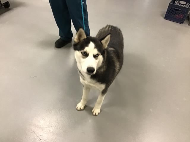 Adoptable Dog