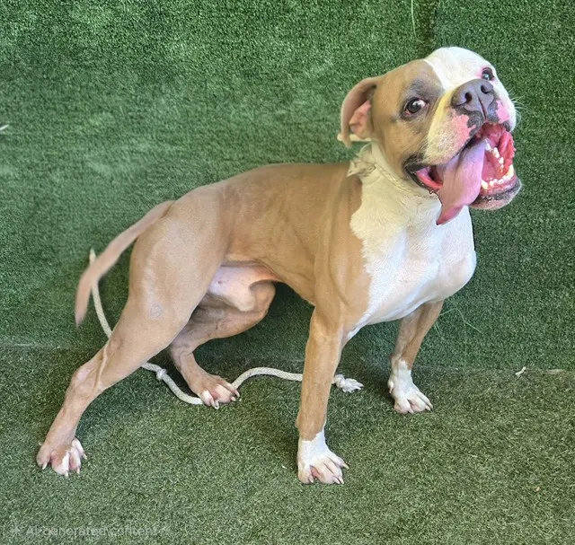 Adoptable Dog