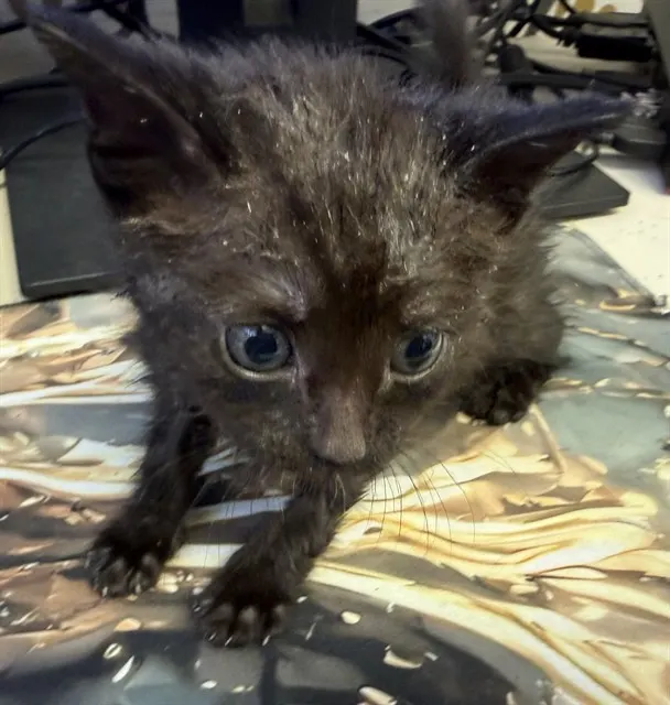 Adoptable Cat