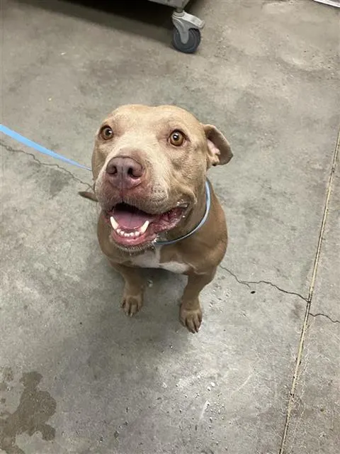 Adoptable Dog