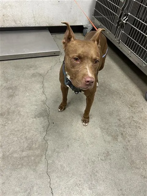 Adoptable Dog