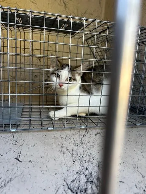 Kitten