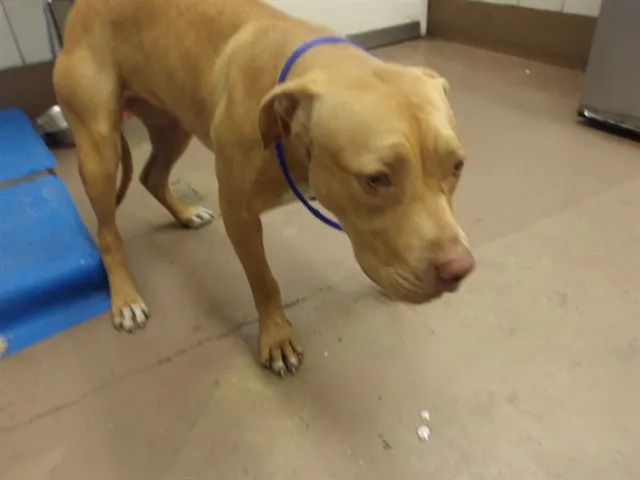 Adoptable Dog