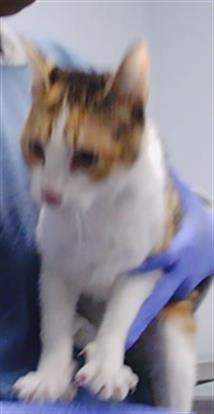 Adoptable Cat