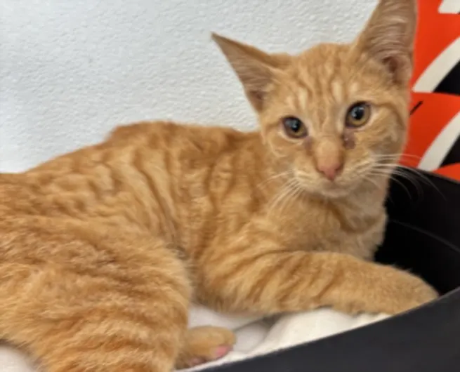 Montey