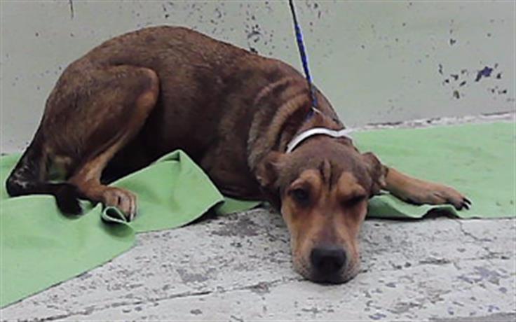 Adoptable Dog