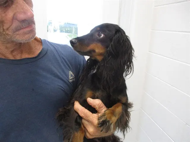 Adoptable Dog