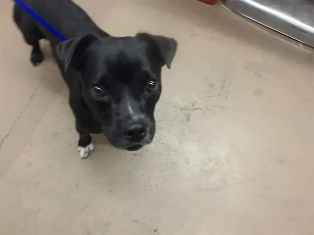 Adoptable Dog