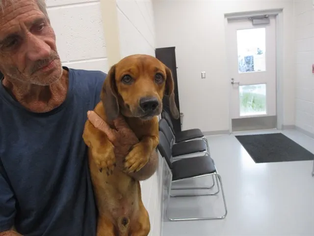 Adoptable Dog