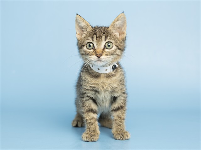 Pawbert