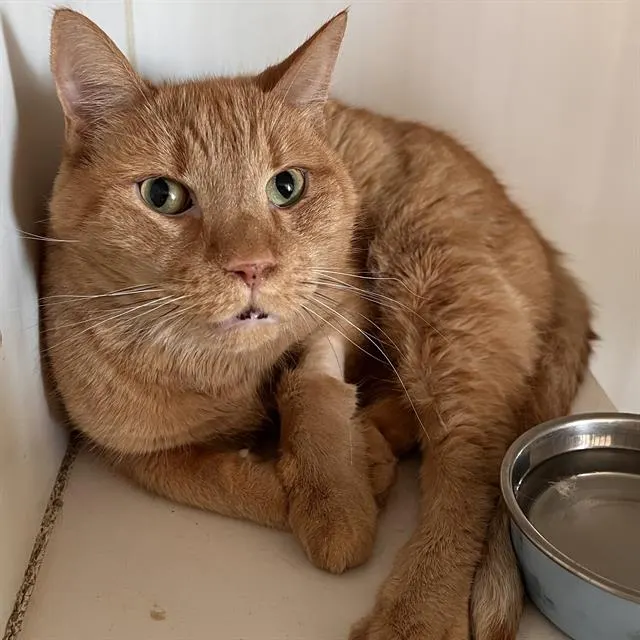 Garfield