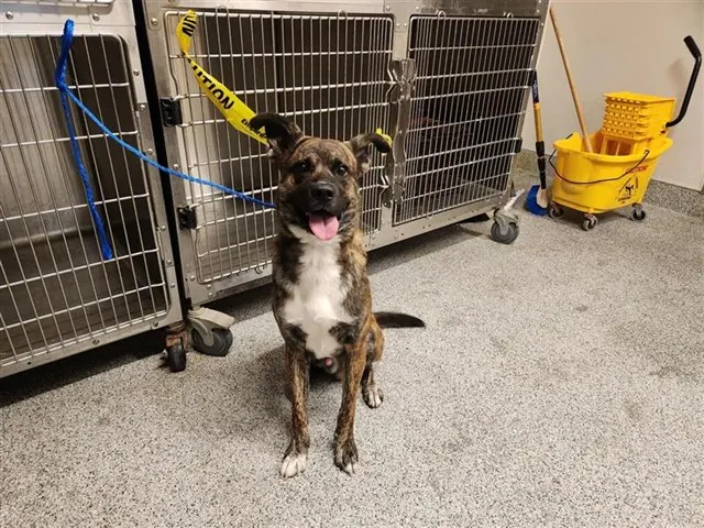 Adoptable Dog
