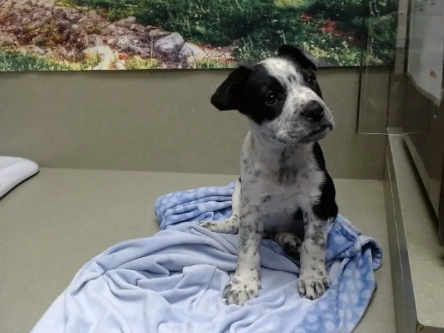 Adoptable Dog