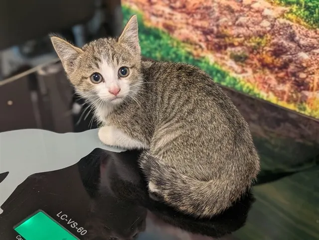 Adoptable Cat