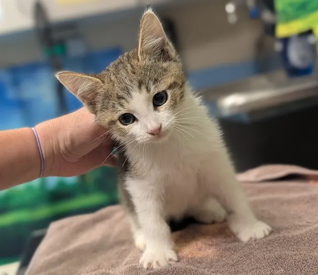 Adoptable Cat