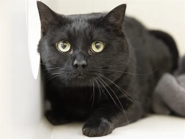 Panther