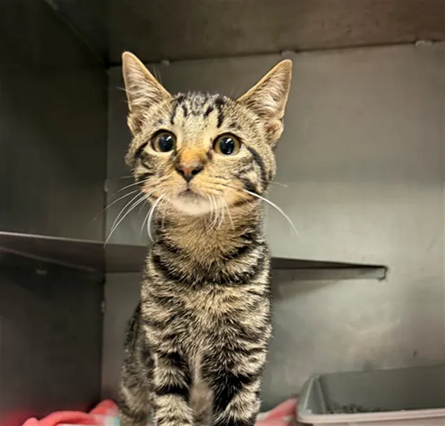 Adoptable Cat